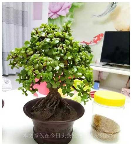 室內養什么綠植寓意好